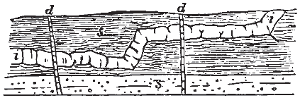 Intrusive Sheet and Dykes