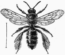 Fig. 101.—Dasypode femelle.