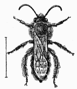 Fig. 102.—Dasypode mâle.