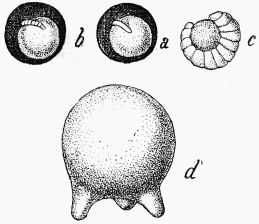 Fig. 104.—Larves de Dasypodes et leur pâture.