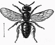 Fig. 106.—Panurgus dentipes, mâle.