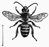 Fig. 108.—Cilissa mâle.