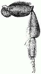 Fig. 115.—Patte d'Andrène.