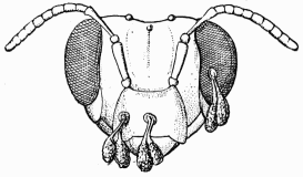 Fig. 120.—Tête d'Anthophore, portant des pollinies d'orchidée.