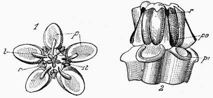 Fig. 121.—Asclepias cornuti.  1, Fleur vue d'en haut (sépales et pétales enlevés); 2, id. vue de côté, les cornets enlevés.—p, cornets; p', base des cornets enlevés; po, pollinies; r, rétinale; st, fentes stigmatiques.