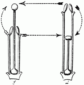Fig. 127.—Schéma des unions légitimes (sens horizontal) et illégitimes (sens vertical) chez les Primevères.