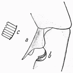 Fig. 13.—Étrille ou peigne des antennes.