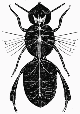 Fig. 15.—Système nerveux de l'Abeille.