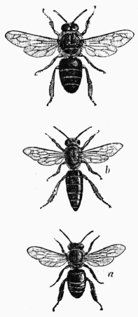 Fig. 17—Abeilles ouvrière, reine, mâle.