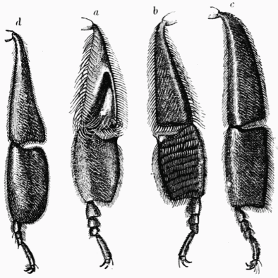 Fig. 18.—Pattes postérieures des trois sortes d'abeilles.