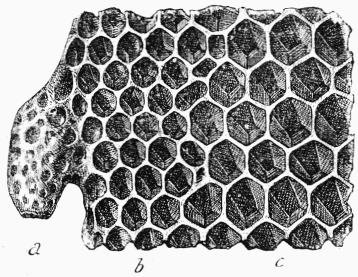 Fig. 19.—Cellules ou alvéoles.