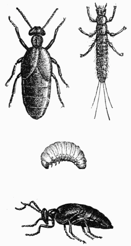 Fig. 27.—Méloés.—Adultes. Larve primaire ou triongulin et larve secondaire.