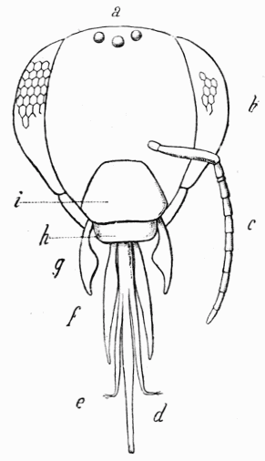 Fig. 2.—Tête d'Abeille.