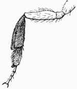 Fig. 42.—Jambe postérieure d'Anthophore (brosse tibio-tarsienne).