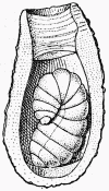 Fig. 44.—Cellule d'Anthophore à masque contenant une larve; au fond se voit un culot de résidu pollinique et en haut le bouchon de terre, fait de plusieurs couches, qui ferme la cellule.