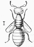 Fig. 52.—Melittobia mâle.