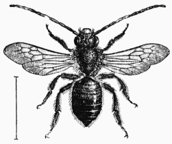 Fig. 54.—Eucère longicorne mâle.