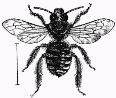 Fig. 55.—Eucère longicorne femelle.