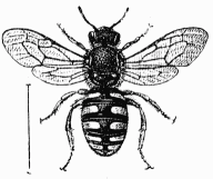 Fig. 58.—Anthidie à manchettes femelle.