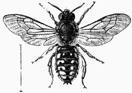 Fig. 59.—Anthidie à manchettes mâle.