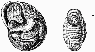 Fig. 60 et 61.—Cocon d'anthidie tacheté dans une coquille d'hélice.