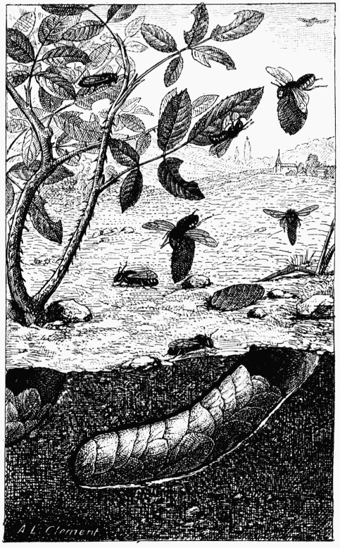 Fig. 64.—Mégachile centunculaire et son nid.