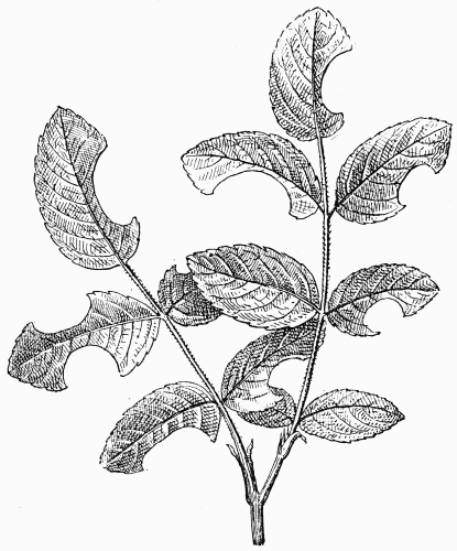 Fig. 65.—Feuilles de rosier découpées par la Mégachile.