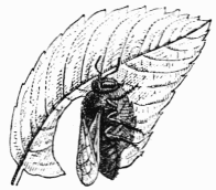 Fig. 66.  Mégachile découpant une rondelle dans une feuille.