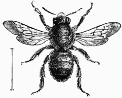 Fig. 68.—Chalicodome mâle.