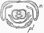Fig. 6.—Section de la langue de l'Abeille.  m, mâchoires; p, paraglosses; pl, palpes labiaux.