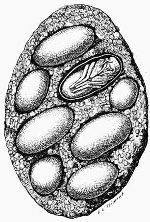 Fig. 70.—Nid de Chalicodome à l'intérieur.
