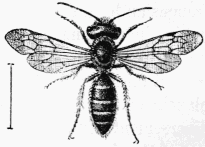Fig. 88.—Andrena Trimmerana, mâle.