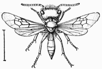 Fig. 89.—Andrena ferox, mâle.