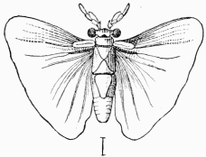 Fig. 90.—Stylops mâle.