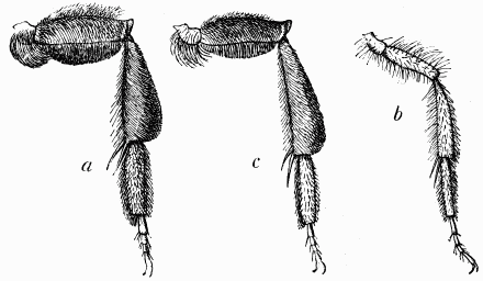 Fig. 95.—Pattes d'Andrènes: a, femelle normale; b, mâle normal; c, femelle stylopisée.