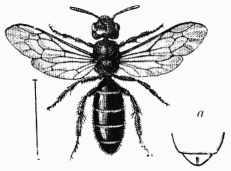 Fig. 96.—Halictus sexcinctus, femelle. a, fente préanale.