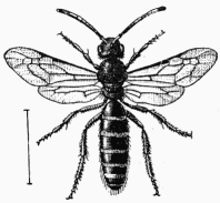 Fig. 97.—Halictus sexcinctus, mâle.