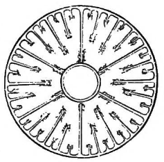 Fig. 1. Transverse section of an Actinia. (Agassiz.)