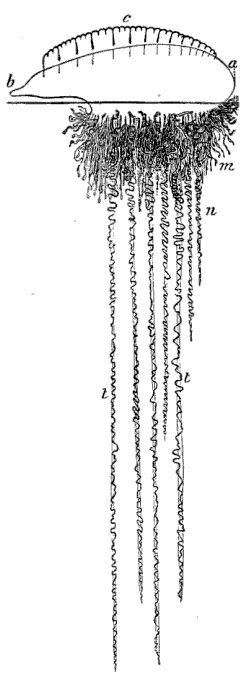 Fig. 117. Physalia; a b air sac with crest c, m bunches of individuals, n central tentacles, t t expanded tentacles. (Agassiz.)