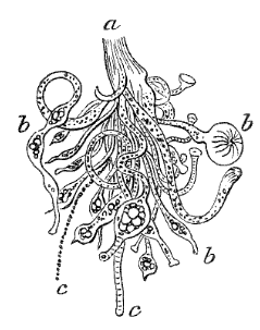 Fig. 118. Bunch of Hydræ; a base of attachment, b  b b single Hydræ, c  c tentacles. (Agassiz.)