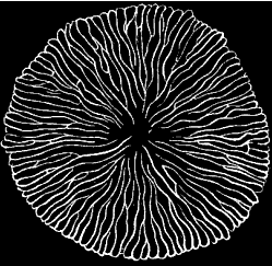 Fig. 145. Madreporic body of Star-fish; magnified.