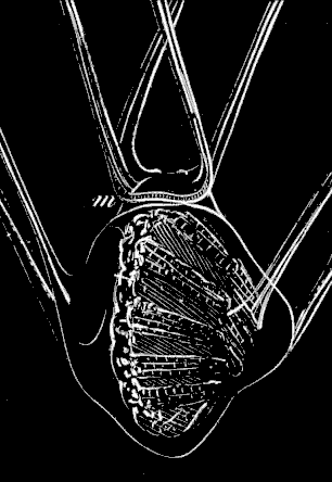 Fig. 178. The Sea-urchin resorbing the arms of the larva.