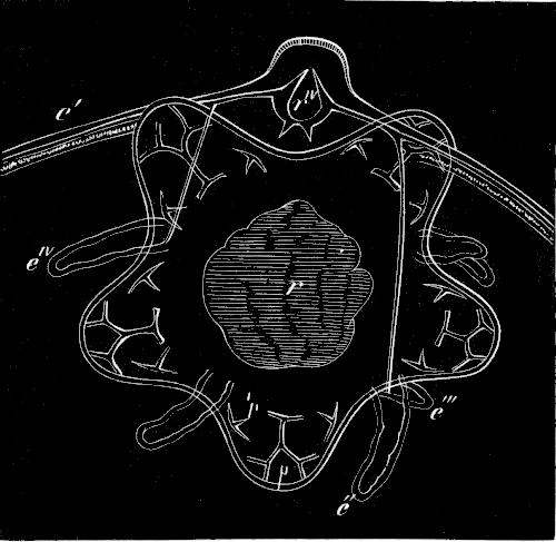 Fig. 182. Ophiuran which has resorbed the whole larva except the two long arms.