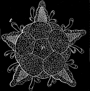 Fig. 184 Young Ophiuran which has resorbed the whole larva.