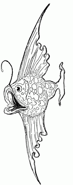 Fish facing left