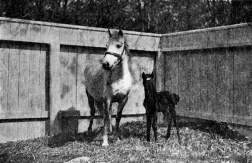 LONGMYND FAVORITE AND HER FOAL MANOMET WHITE STAR   The mare was imported in 1911 and shows her remarkable breeding in every way