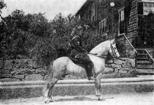 IMPORTED WELSH STALLION MY LORD PEMBROKE   Winner of First Prize at Chestnut Hill Horse Show 1912. Twelve hands