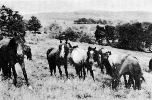 FOREST LODGE PASTURES   Brecon