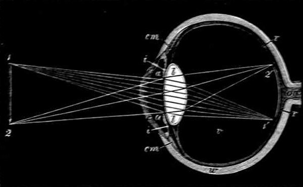 Fig. 11.  Section of an eye looking at a pencil. (Adapted from Kirke.)  c,c, Cornea. w, White of eye. cm, Ciliary muscle. a,a, Aqueous humour. i,i, Iris. l,l, Lens, r,r, Retina, on, Optic nerve. 1, 2, Pencil. 1´, 2´, Image of pencil on the retina.