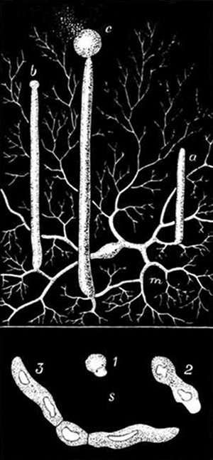 Fig. 23.  Mucor Mucedo, greatly magnified. (After Sachs and Brefeld.)  m, Mycelium, or tangle of threads. a, b, c, Upright tubes in different stages. c, Spore-case bursting and sending out spores. s, 1, 2, 3, A growing spore, in different stages, starting a new mycelium.